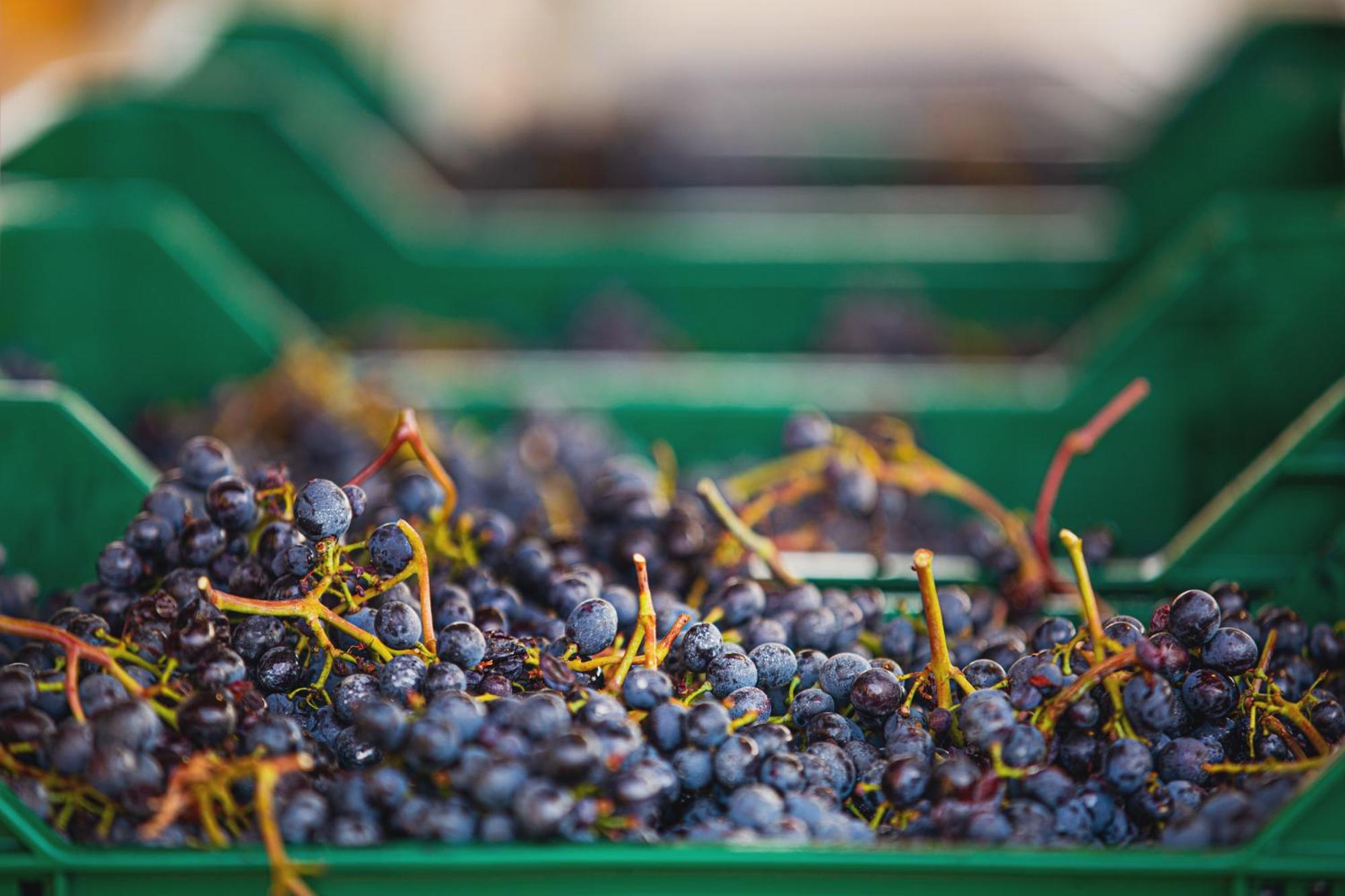 La Valletta Boutique Wine Estate Панцано Экстерьер фото